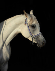 White arabian race horse portrait in dark stable background
