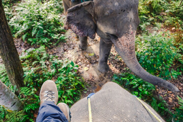 Elephant ride, feet of young woman on the elephant in the wild jungle