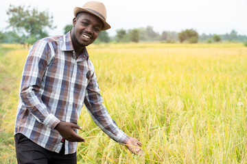 Naklejka na ściany i meble African farmer standing in organic rice field with smile and happy.Agriculture or cultivation concept