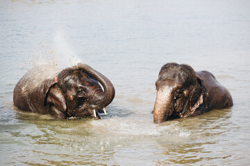 elephant daily bath in Chitwan province, Nepal