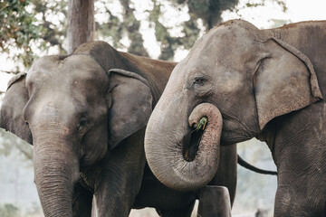 Fototapeta na wymiar Close up of African elephant