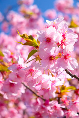 サクラ 桜 さくら 満開 ピンク 美しい 綺麗 満開 入学 卒業 花見 かわいい