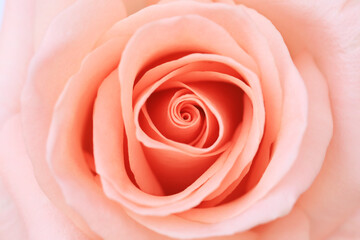Fototapeta na wymiar Pink rose flower close up for background and soft focus horizontal shape