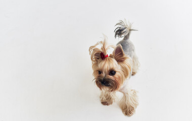 purebred small dog yorkshire terrier white background pet grooming