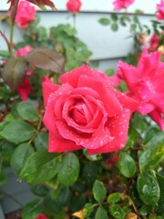 Dewy Pink Rose