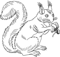 Squirrel with acorn black outline vector illustration isolated on white background