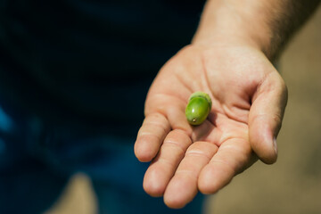 a man holding a green acorn in his open palm