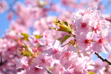 桜 さくら サクラ 満開 綺麗 春 ピンク 花 花見 行楽 入学 卒業 かわいい 