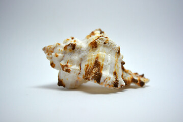 Obraz na płótnie Canvas A beautiful and graceful marine, white ocean shell with brown dots located on a white background.