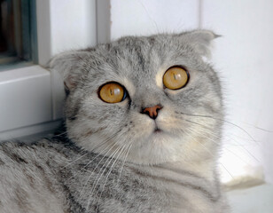 Adult Scottish fold cat in the house closeup