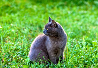 Gray cat breed British on the background of green grass closeup