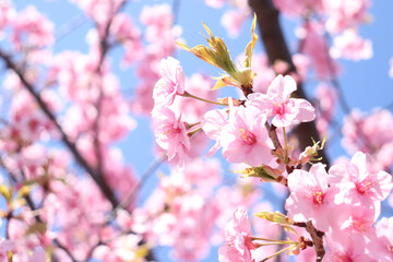 サクラ 桜 さくら 綺麗 美しい かわいい 春 花見 ピンク 花 パステル
