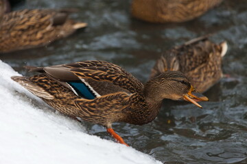 Bird duck in a city Park in autumn