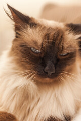 Old cat breed "Neva-masquerade" closeup. Focus on the nose