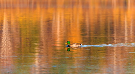 Ducks in the autumn pond