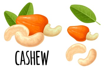 Cashew nut with fetus. Vector color realistic icon. Isolated on white