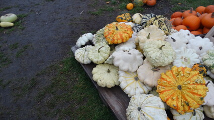 halloween pumpkin on the ground