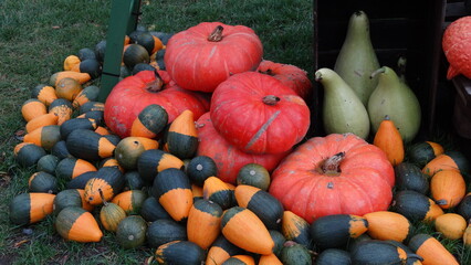 pumpkins and gourds