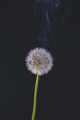artistically placed dandelion on a black background shrouded in smoke