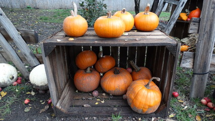 pumpkins on a farm