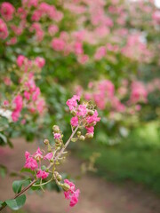 Flower, Lake, Korea, damyang, spring, pink, green