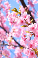 桜 さくら サクラ ピンク 花 春 花見 綺麗 美しい かわいい 入学 卒業 