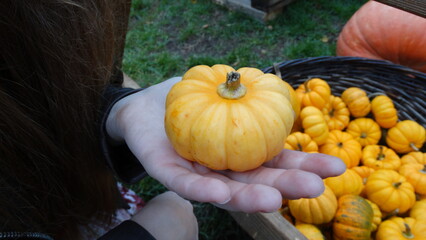 pumpkins in a field