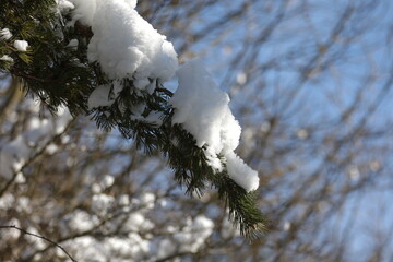 White snow lies on spruce branches in winter