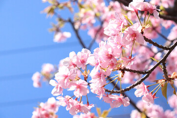 桜 さくら サクラ 満開 花見 春 入学 卒業 綺麗 美しい かわいい 