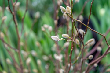 A pussy-willow branch with a blossoming bud. Woody plant of the Salicaceae family. Easter symbol in Orthodox Christians