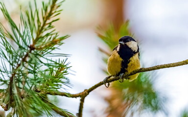 Bird Tit closeup on a pine tree branch in summer