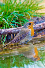 Robin, Erithacus rubecola,  Forest Pond, Mediterranean Forest, Castile and Leon, Spain, Europe