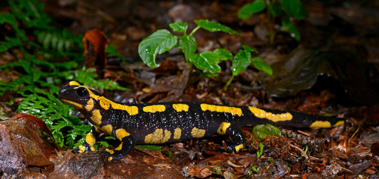  Fire salamander (Salamandra salamandra terrestris) - Germany // Feuersalamander (Salamandra salamandra terrestris) - NRW, Deutschland