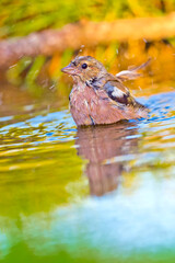 Chaffinch, Fringilla coelebs, Forest Pond, Mediterranean Forest, Castile and Leon, Spain, Europe
