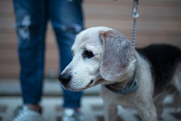 portrait of an old blind beagle