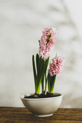 Hyacinth pink flower, spring bulb plant in pot.