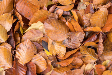 autumn leaves on the ground