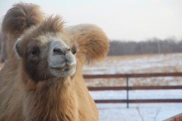 camel in the desert