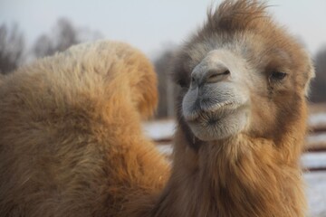 camel in the russian desert