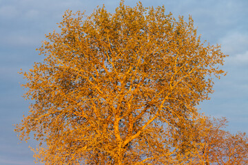 large tree with a round crown at sunset