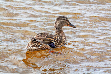 Cane colvert sur l'étang	