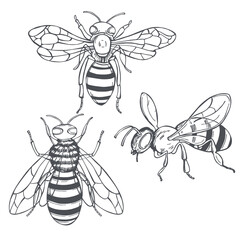 Bees .Vector   illustration.