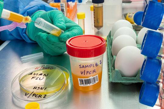 Scientific sampling of eggs in poor condition, analysis of avian influenza in humans, conceptual image