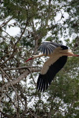 White Stork couple on their nest