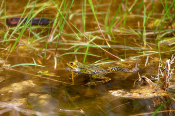 Grenouille verte dans le marais