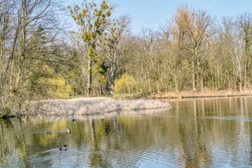 Fototapeta na wymiar staw parkowy na przedwiośniu, słoneczna pogoda, pierwsze liście na wierzbach, kaczki pływające po stawi