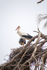 White Stork couple on their nest