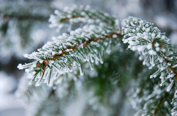 Naklejka na ściany i meble Macro view on a fir tree branch in winter covered with snow and ice