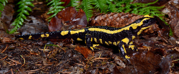 Feuersalamander // Fire salamander (Salamandra salamandra terrestris) - NRW, Deutschland