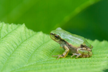 アマガエル　雨蛙
